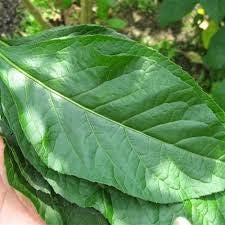 Daun Afrika - Vernonia amygdalina Leaf (Dried and Powder)