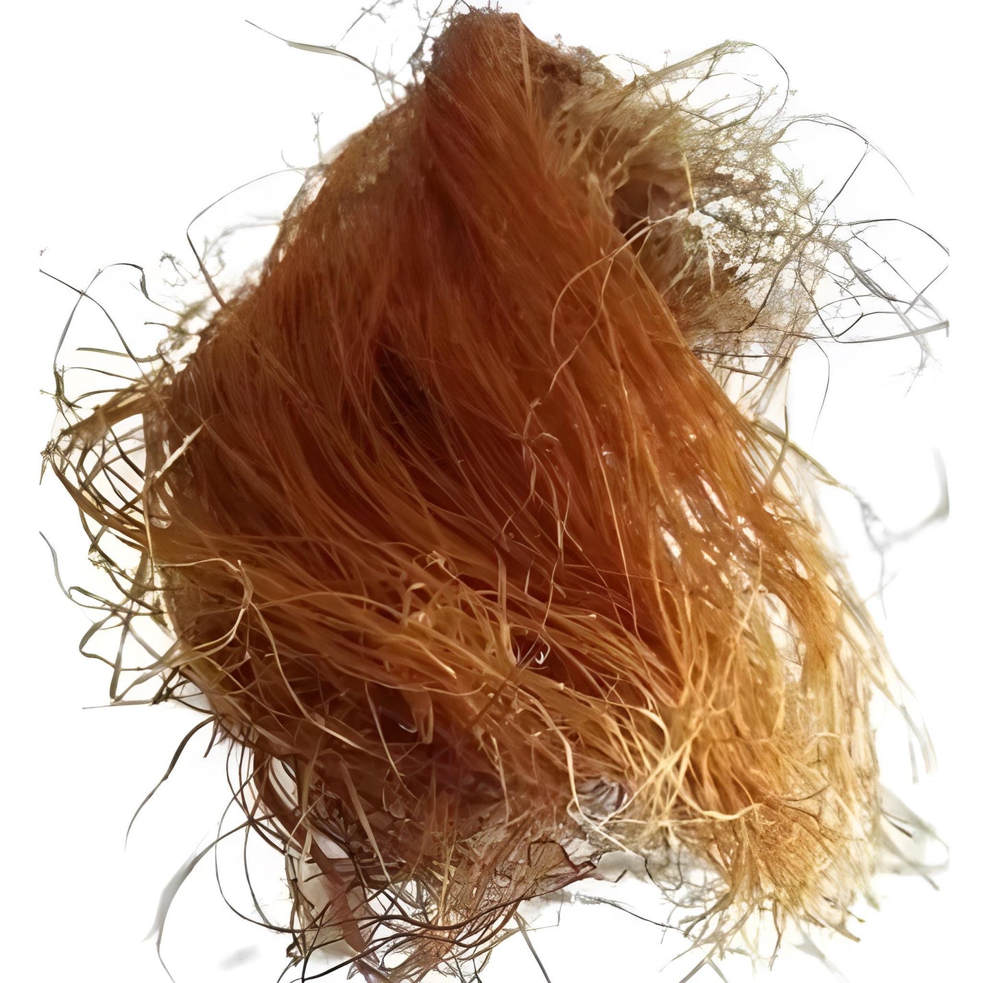 Rambut Jagung/Corn Silk - Stigma Maydis (Dried and Powder)