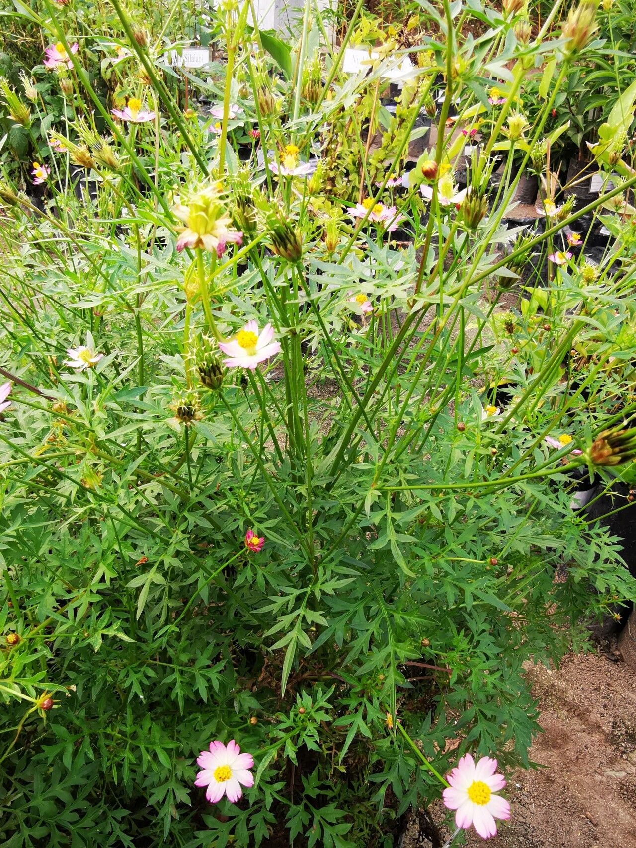 Daun Kenikir - Cosmos Caudatus Leaf (Dried and powder)