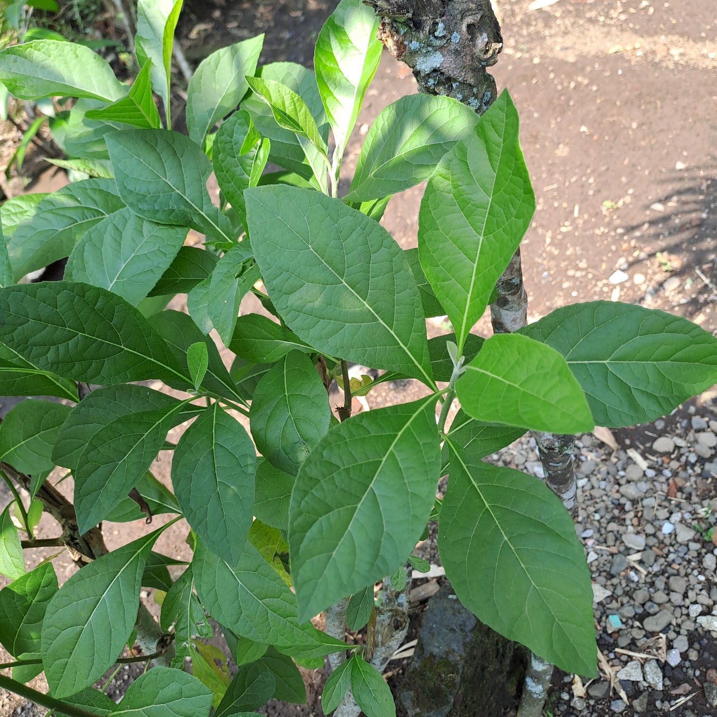 Daun Afrika - Vernonia amygdalina Leaf (Dried and Powder)
