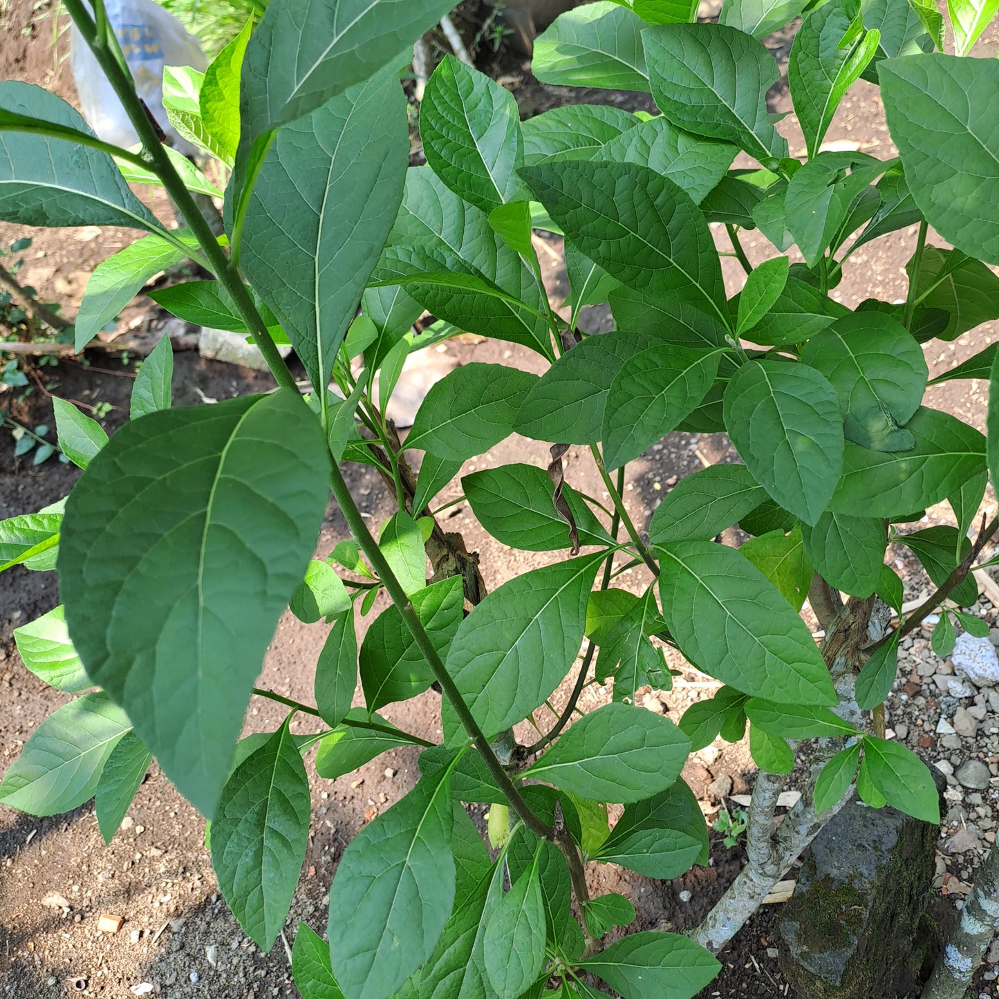 Daun Afrika - Vernonia amygdalina Leaf (Dried and Powder)