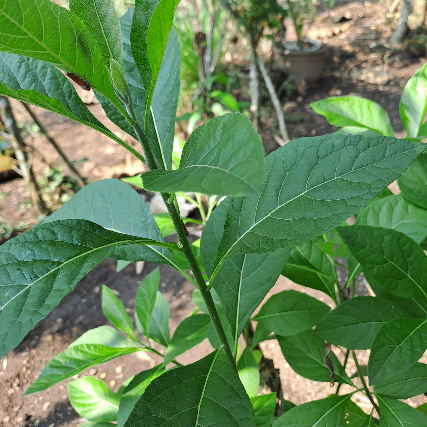 Daun Afrika - Vernonia amygdalina Leaf (Dried and Powder)