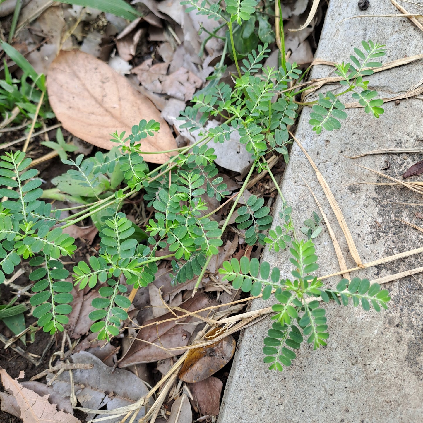 Meniran - Phyllanthus Urinaria (Chamber Bitter)