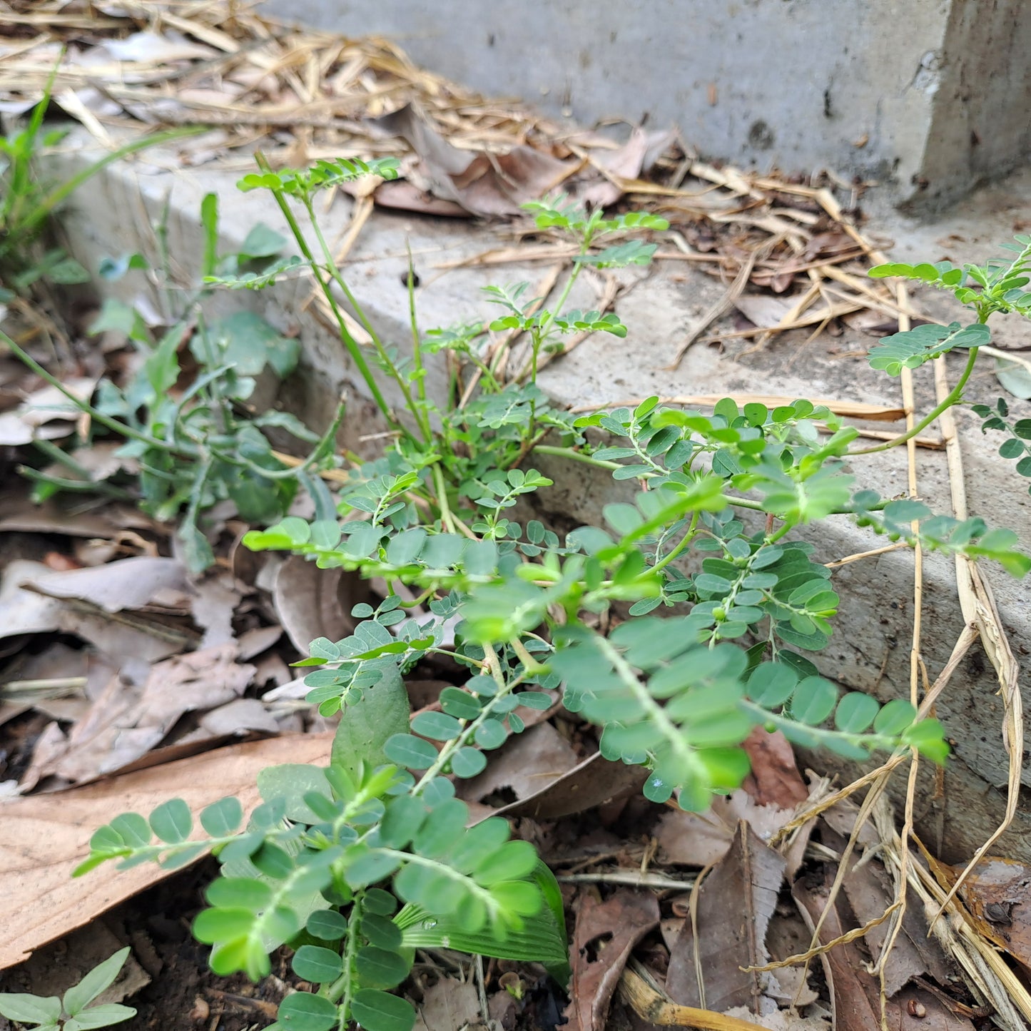Meniran - Phyllanthus Urinaria (Chamber Bitter)