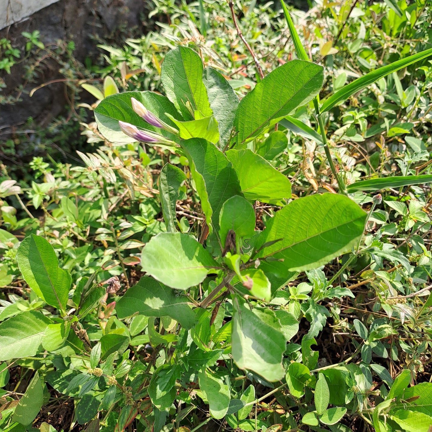 Daun Pletekan - Minnie root Ruellia tuberosa Leaf (Dried and Powder)