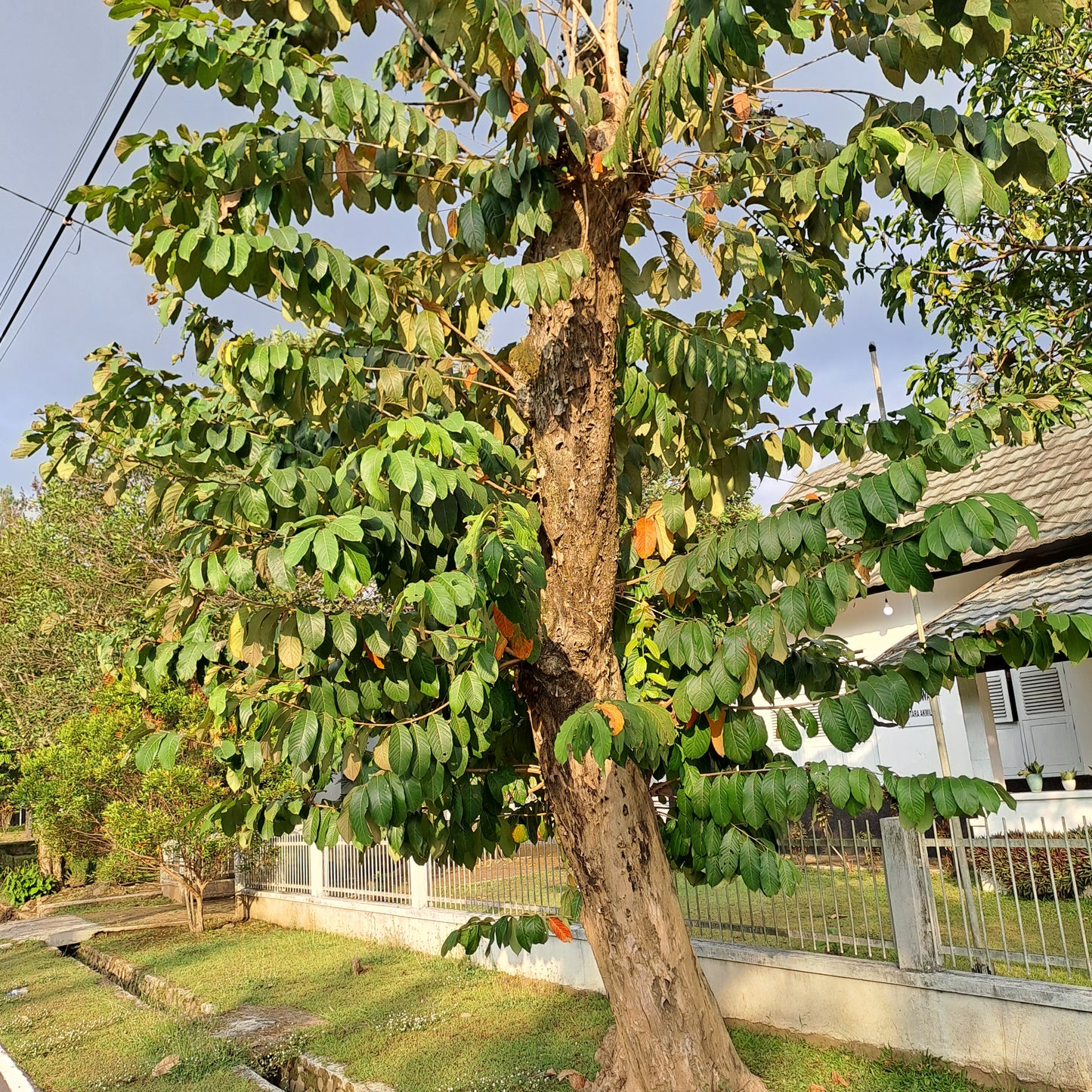 Daun Bungur/Banaba Lagerstroemia speciosa Leaf (Dried and Powder)