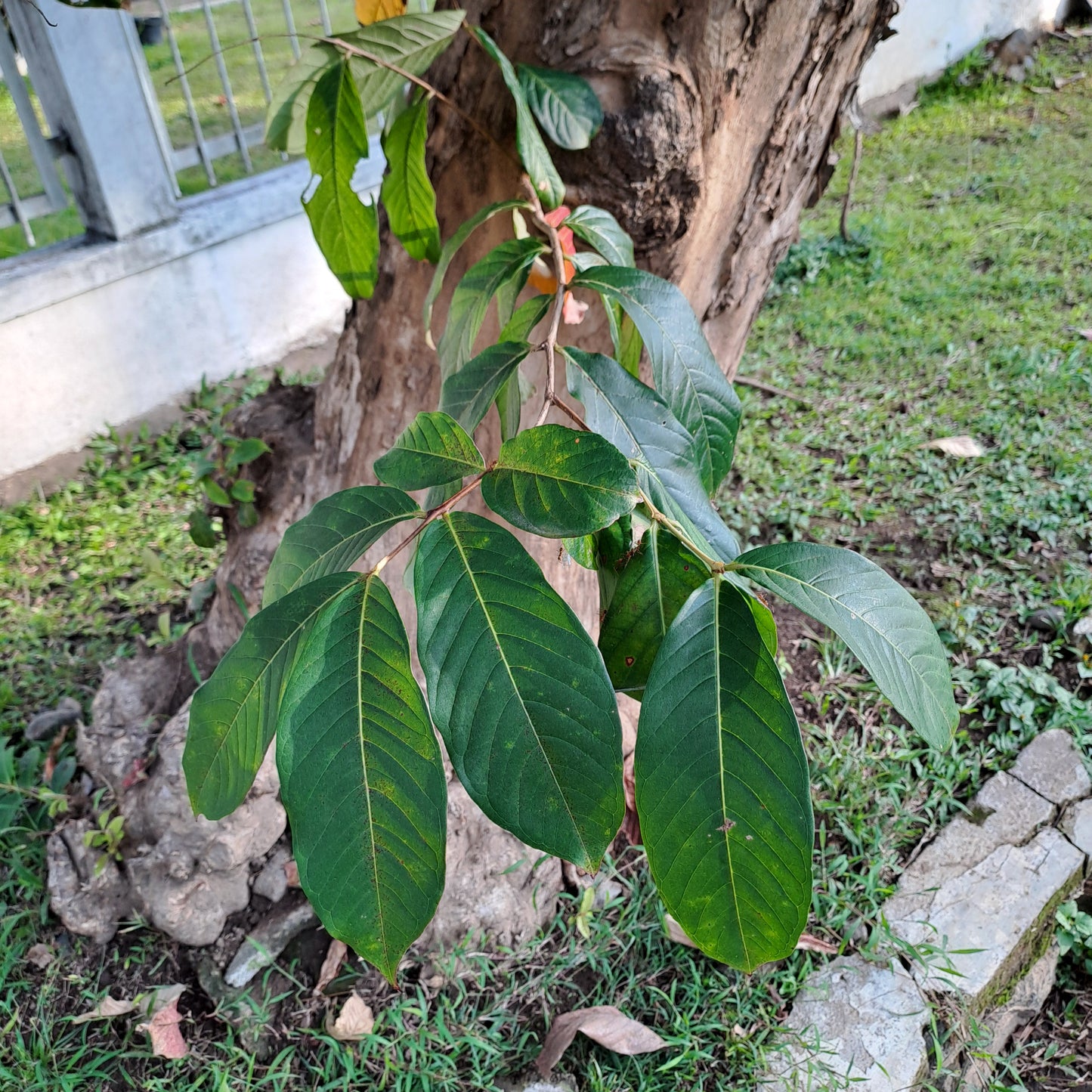 Daun Bungur/Banaba Lagerstroemia speciosa Leaf (Dried and Powder)