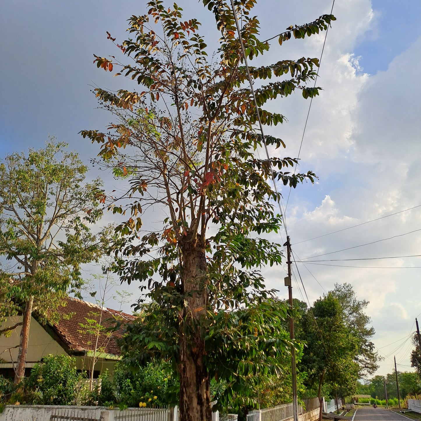 Daun Bungur/Banaba Lagerstroemia speciosa Leaf (Dried and Powder)
