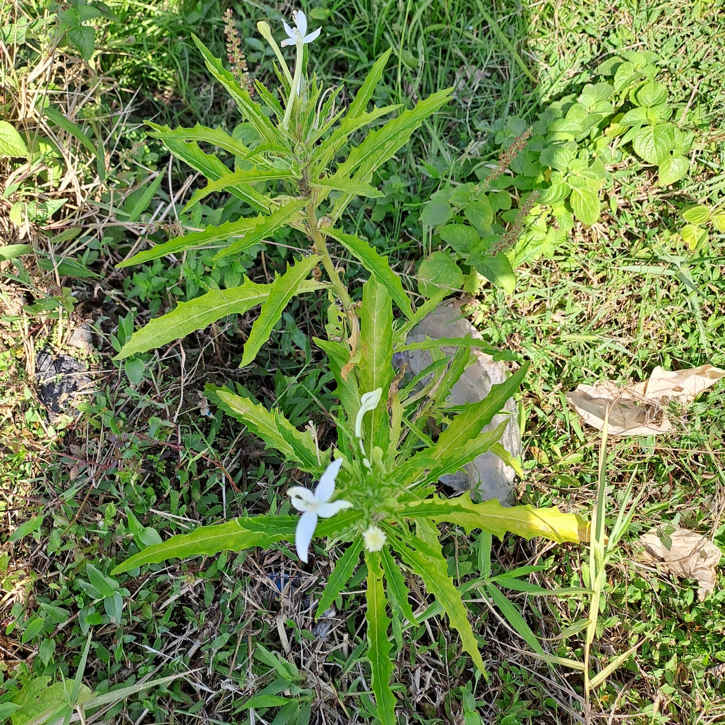 Daun Kitolod - Hippobroma longifora (Dried and Powder)