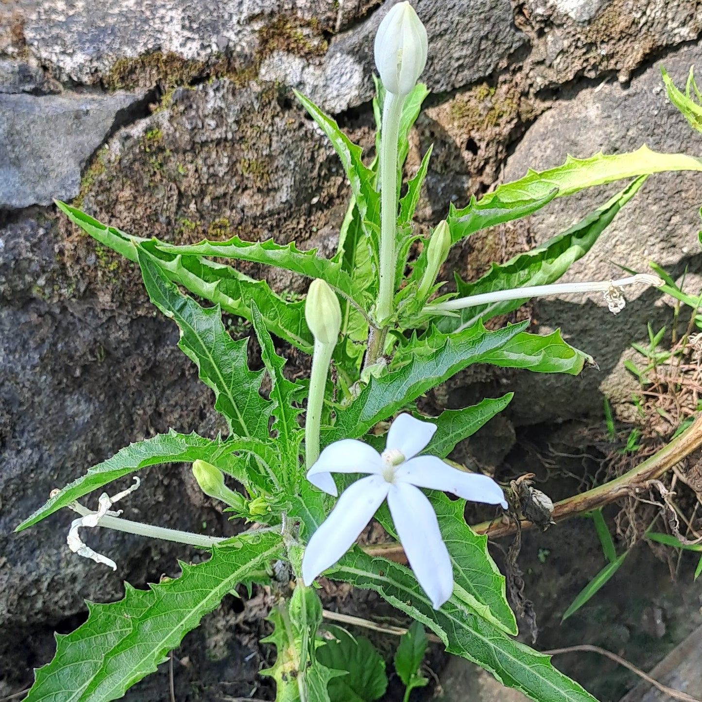 Daun Kitolod - Hippobroma longifora (Dried and Powder)