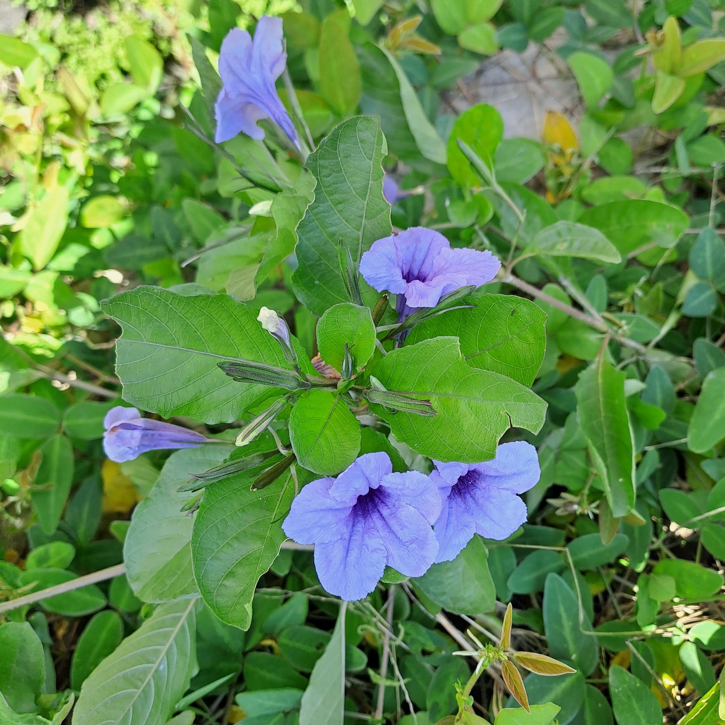 Daun Pletekan - Minnie root Ruellia tuberosa Leaf (Dried and Powder)