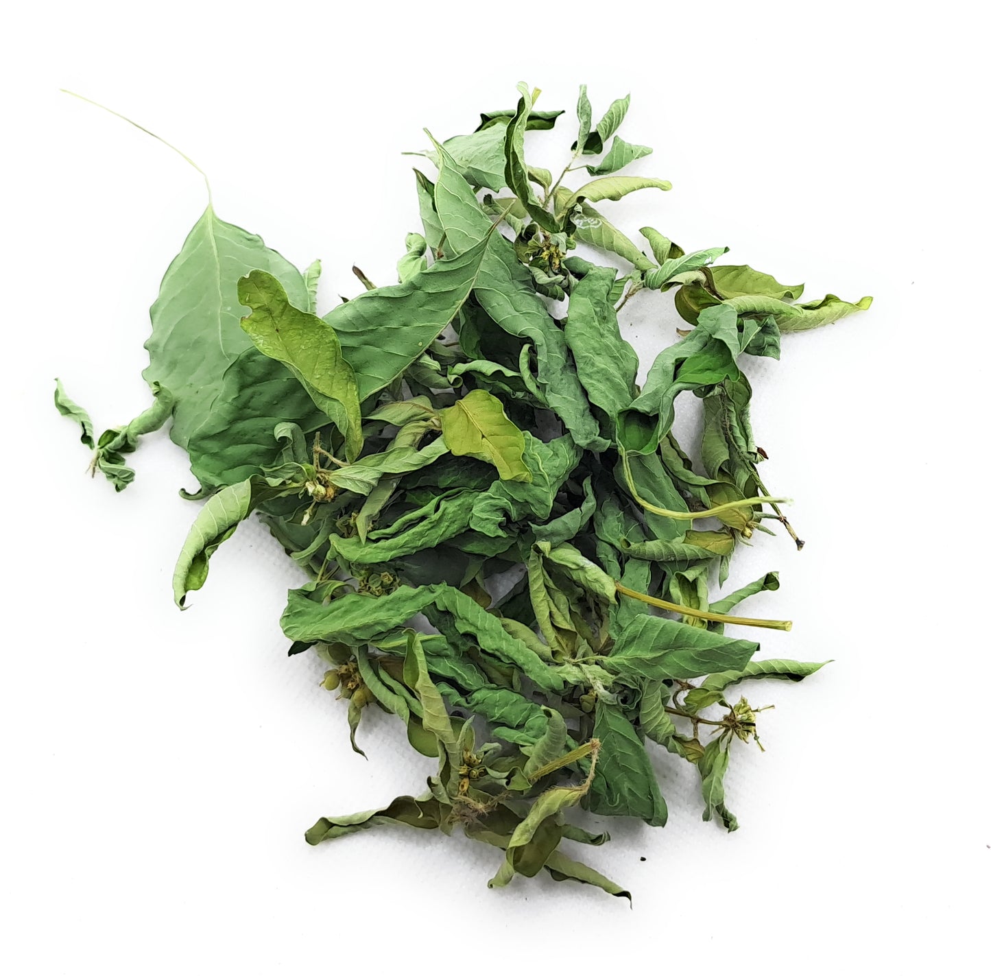 Patikan Mas/ Kate Mas- Euphorbia Heterophylla Leaf (Dried and Powder)