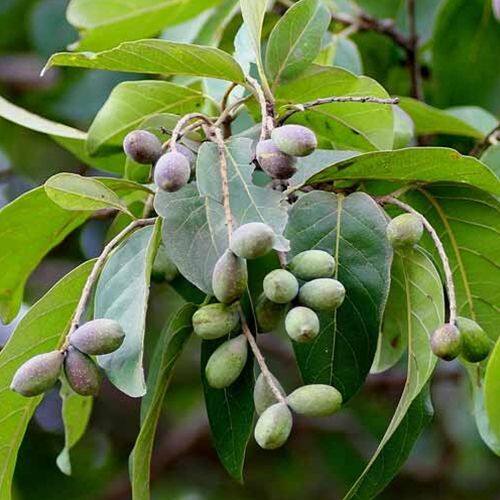Biji Mojokeling Terminalia chebula Dried Seed