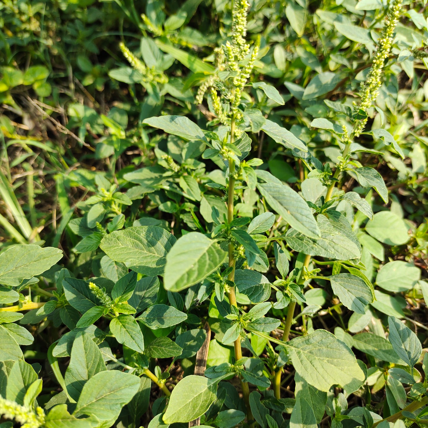 Bayam Duri - Amaranthus spinosus (Powder and Dried)