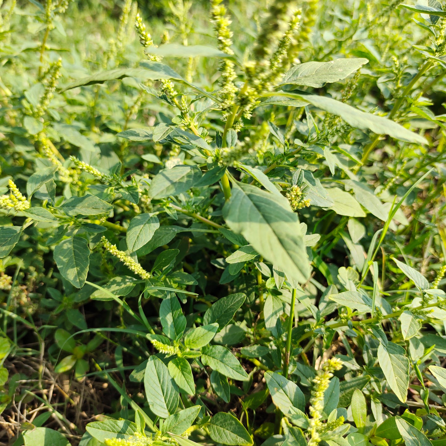 Bayam Duri - Amaranthus spinosus (Powder and Dried)