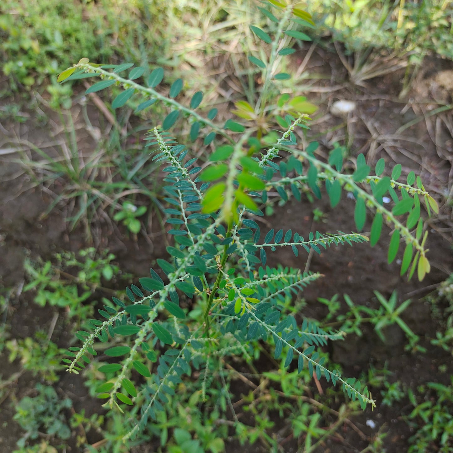 Meniran - Phyllanthus Urinaria (Chamber Bitter)