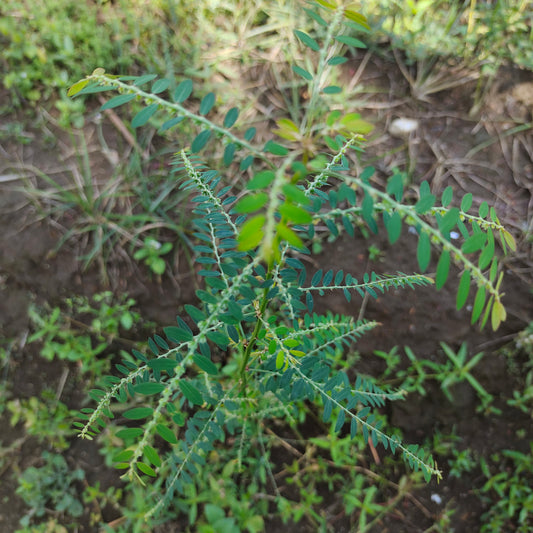 Meniran - Phyllanthus Urinaria (Chamber Bitter)