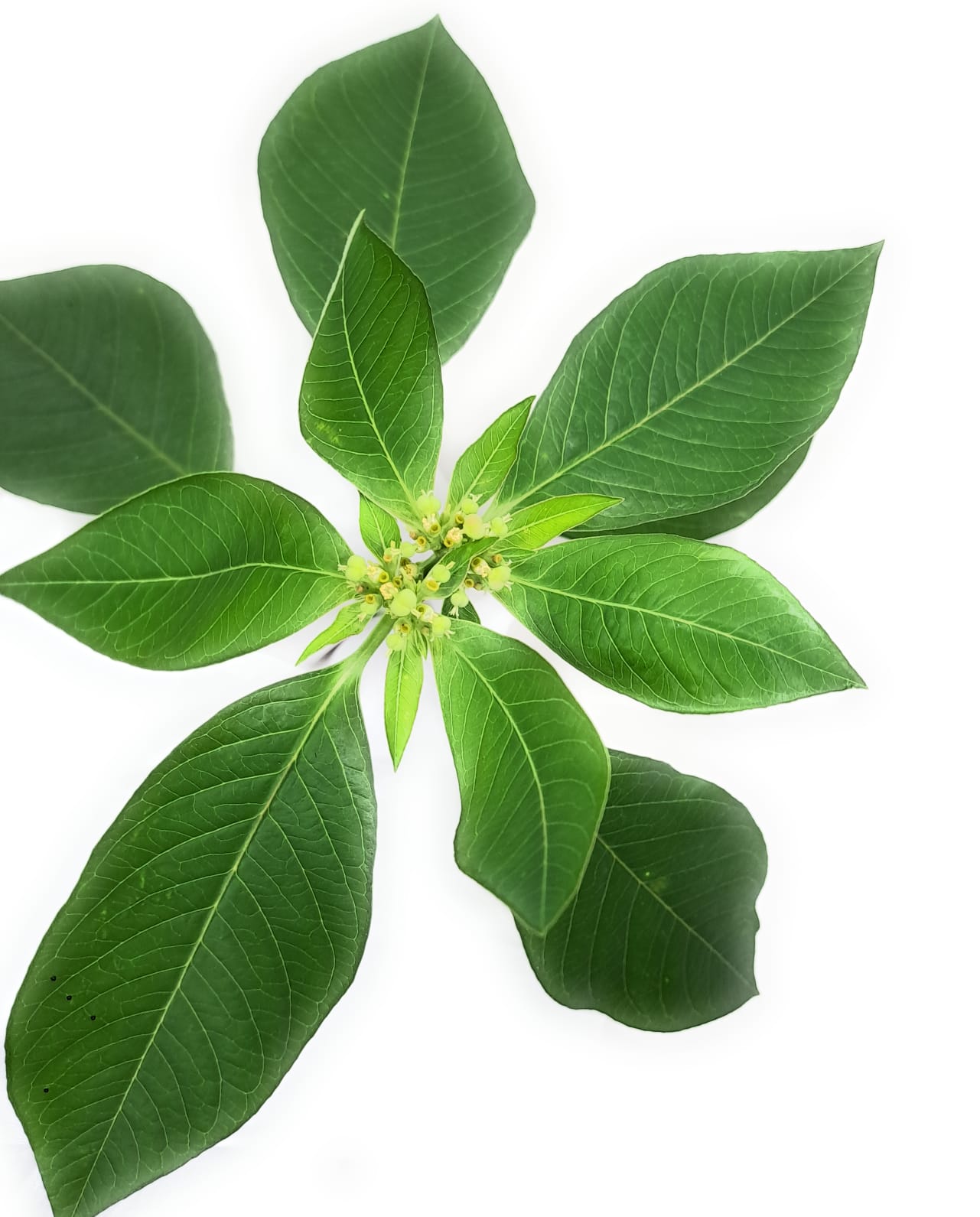 Patikan Mas/ Kate Mas- Euphorbia Heterophylla Leaf (Dried and Powder)