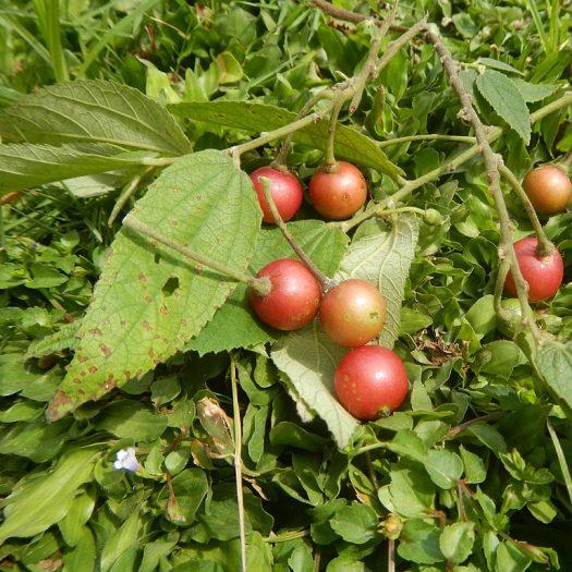 Daun Kersen Talok Kerukup Siam - Muntingia calabura Leaf (Dried and Powder)