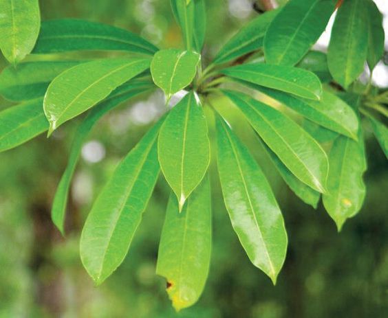 Daun Bintaro - Cerbera manghas L. Leaf (Dried and Powder)