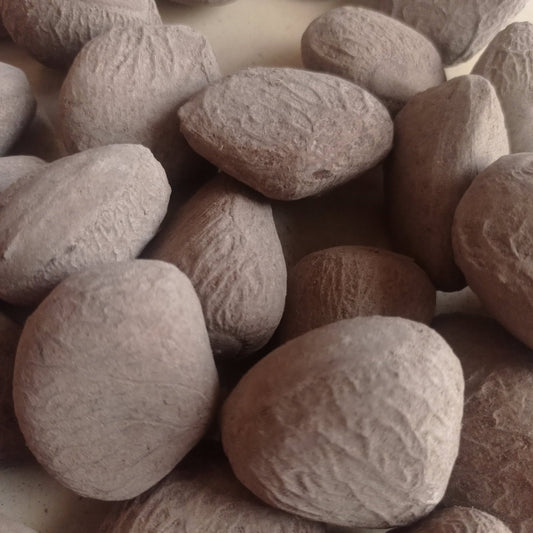 Keluwek Kluwak Kluwek Kepayang Pangium Edule Black Nut
