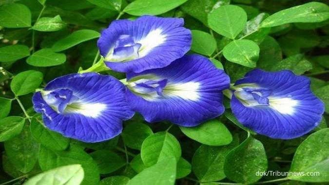 Dried Telang Flower (Clitoria Ternatea)