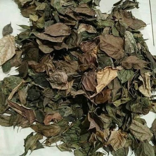 Daun Sirih Merah (Red Betel Leaf/Piper ornatum)