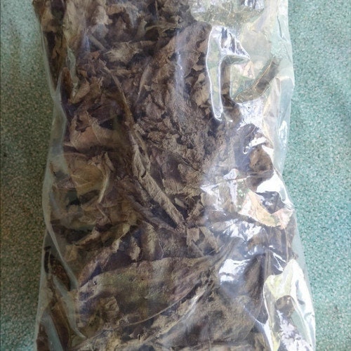 Daun Sembung (Blumea balsamifera Leaves) Dried and Powder