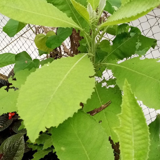 Daun Sembung (Blumea balsamifera Leaves) Dried and Powder