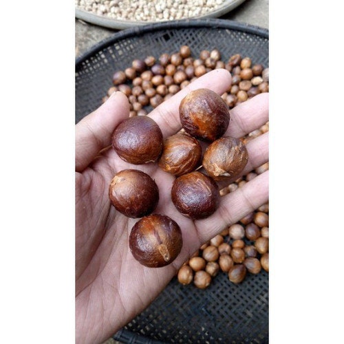 Biji Pala (Nutmeg)