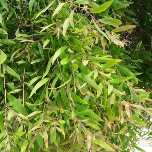 Daun Kayu Putih (Eucalyptus leaves) Cajuput leaf (Dried and Powder)