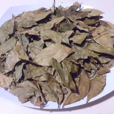 Daun Kemuning - Murraya Paniculata Leaf (Powder and Dried)