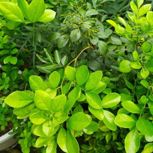Daun Kemuning - Murraya Paniculata Leaf (Powder and Dried)