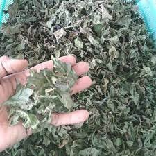 Daun Beluntas (Pluchea indica leaves) Dried and Powder