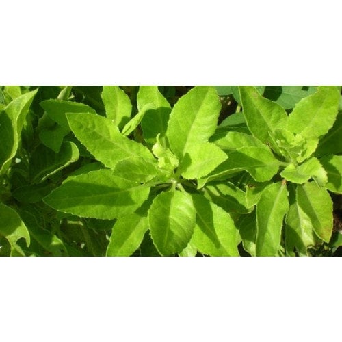 Daun Beluntas (Pluchea indica leaves) Dried and Powder