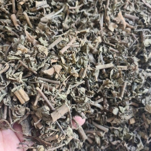 Daun Beluntas (Pluchea indica leaves) Dried and Powder