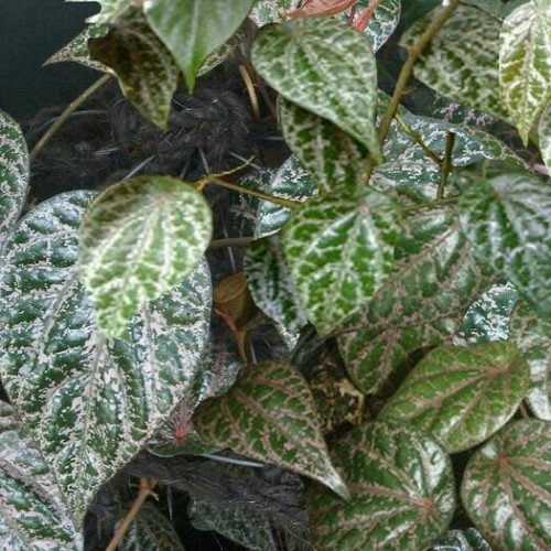 Daun Sirih Merah (Red Betel Leaf/Piper ornatum)