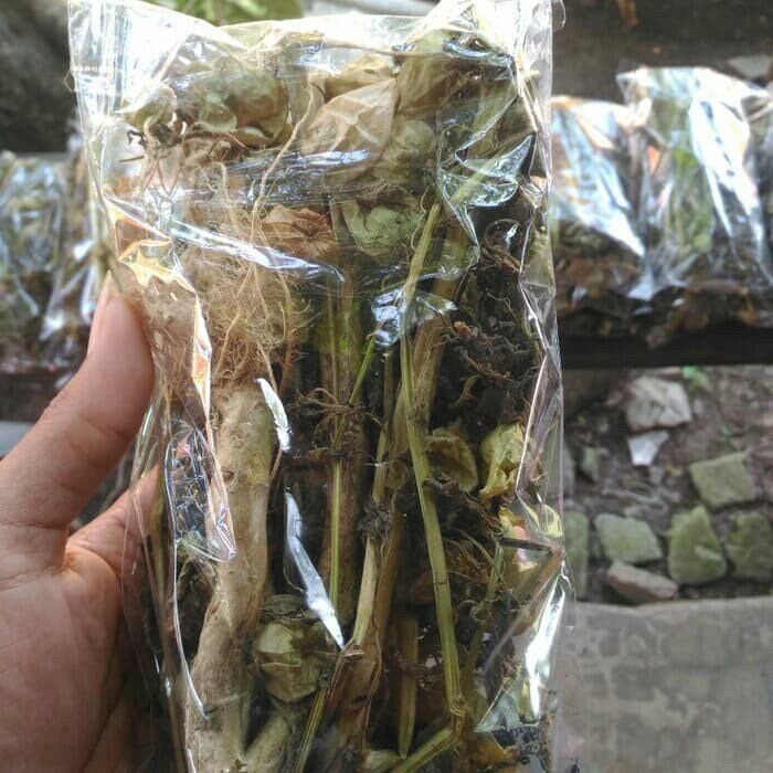 Daun Ciplukan - Physalis Angulata Leaf (Dried and Powder)