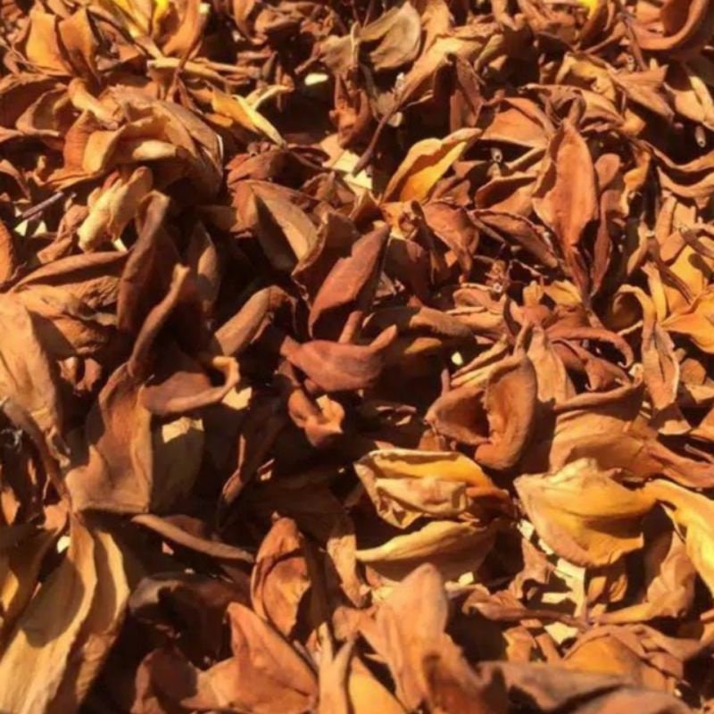 Bunga Kamboja Kering (Dried Cambodia / Frangipani Flowers)