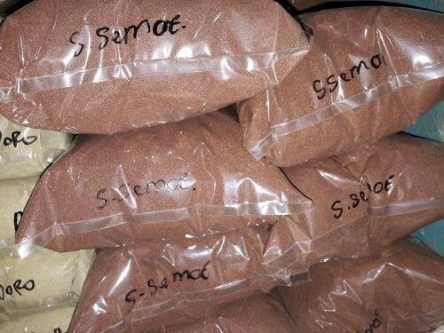 Sarang Semut Papua | Serbuk Urek-urek Polo Nongon - Jack Ant Plant | Myrmecodia tuberosa (powder and dried)