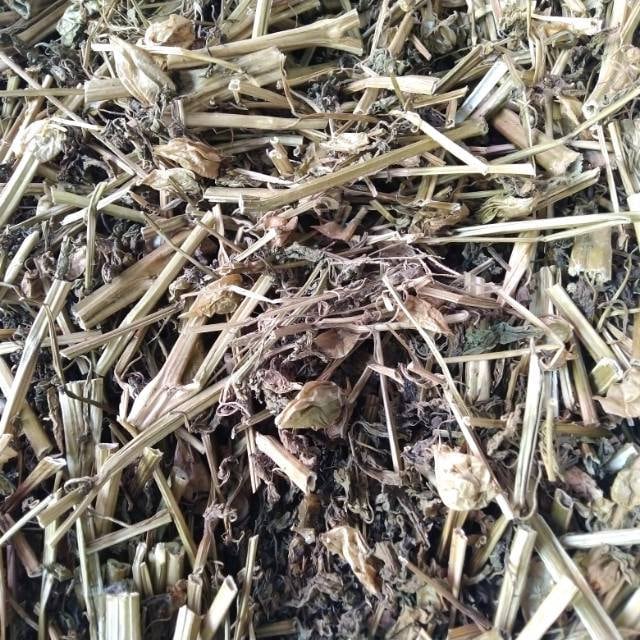 Daun Ciplukan - Physalis Angulata Leaf (Dried and Powder)