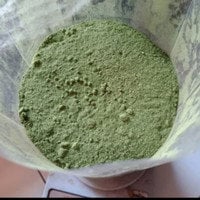Daun Srigunggu Gurah Srigunggu Senggugu Rotheca serrata Leaf