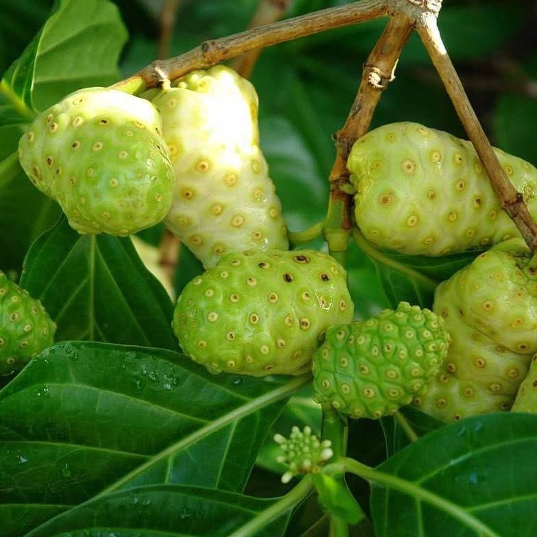 Pace/Buah Mengkudu (Noni/Great Morinda Citrifolia Fruit) Dried and Powder