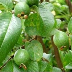 Daun Jambu Biji (Psidium guajava Leave) Dried and Powder