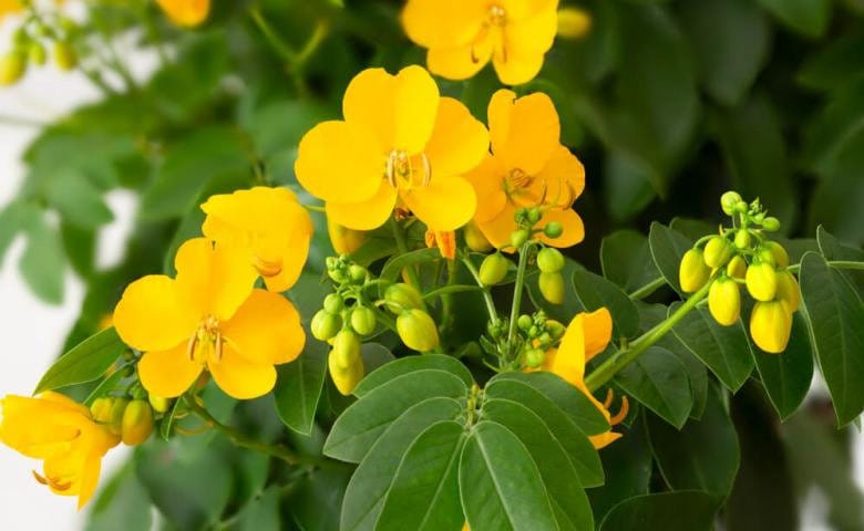 Daun Jati Cina - Senna Alexandrina Leaf (Dried and Powder)