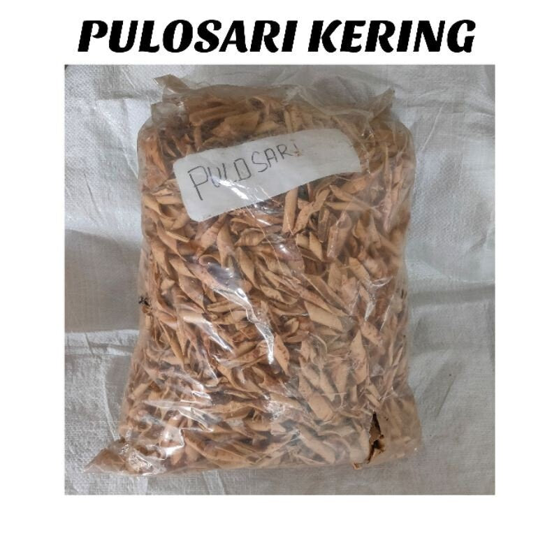 Batang Pulosari (Alyxia stellata) Branch Dried and Powder