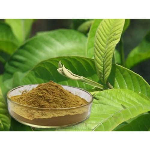 Daun Jambu Biji (Psidium guajava Leave) Dried and Powder