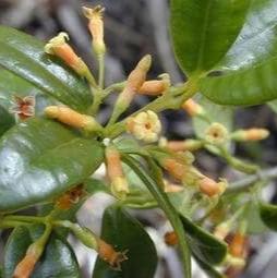 Batang Pulosari (Alyxia stellata) Branch Dried and Powder