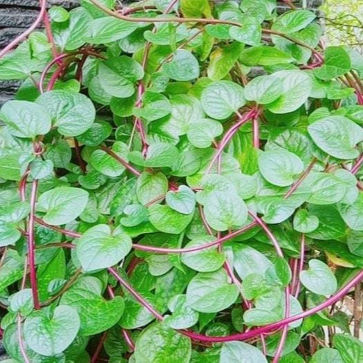 Daun Binahong / Bina Hong - Anredera cordifolia Leaf (Dried and Powder)