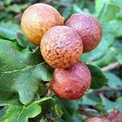 Buah Manjakani (Quercus infectoria Fruit) Dried and Powder